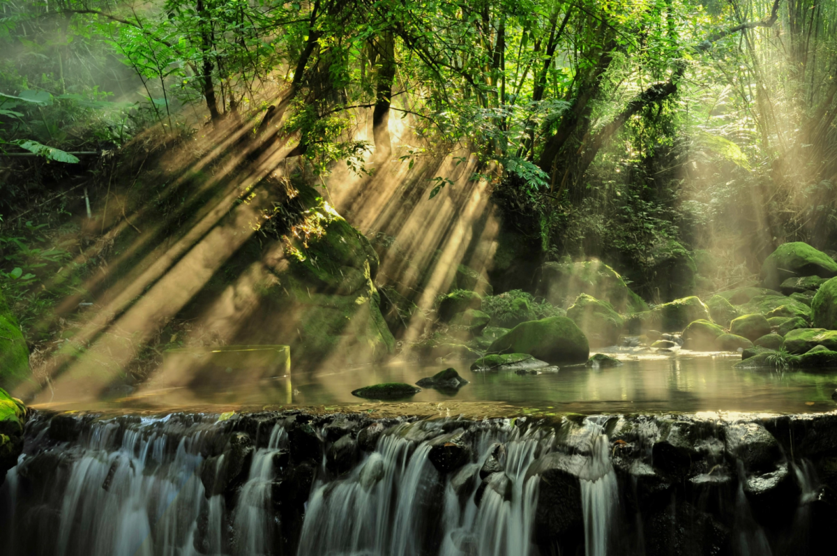 rainforest
